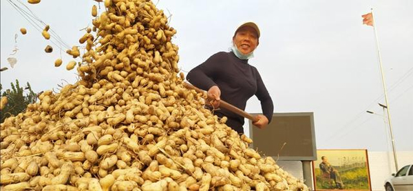 花生菌剂再升级 防病促生效果强